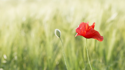 Dreamy closeup of a wild red poppy in the evening light with a blurred green to yellow background.
