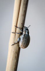 Rüsselkäfer, Natur, Käfer, Tiere 
