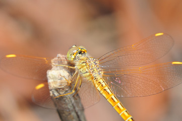 Orange Dragonfly in close up shot