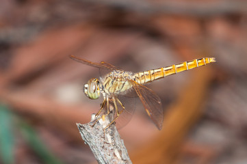 Orange Dragonfly in close up shot