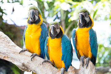 Parrot, Blue and yellow macaw,