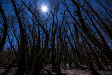 Night forest