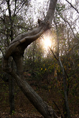 Fototapeta na wymiar Sun shining through branches and crooked tree