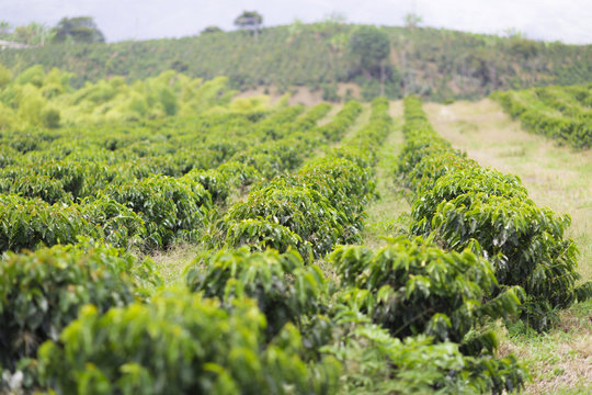 Organic Coffee Farm