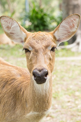  Portrait face of brown deer