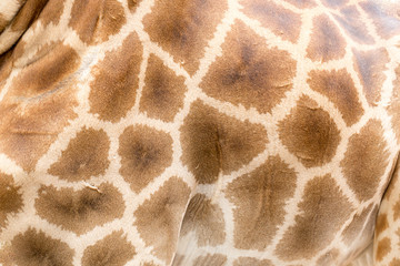Texture of giraffe skin