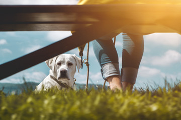 junger labrador retriever hund welpe sitzt vor einer jungen frau auf einer parkbank im sonnenschein