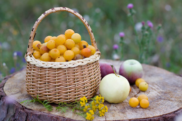 Apples and a basket of plum on a tree stump in nature   