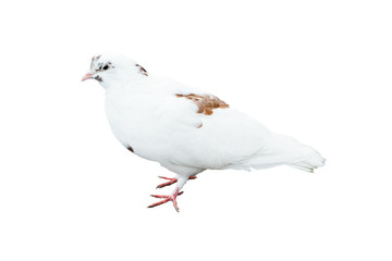 White dove with small brown spots isolated on white background