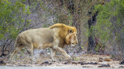 African lion in Kruger National park, South Africa