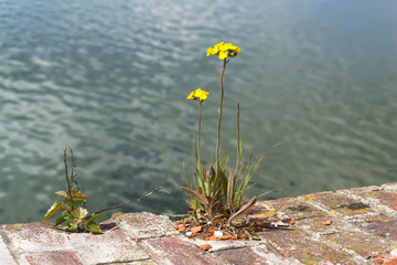 Yellow flower grew on stone