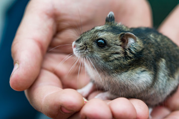Small pet hamster species Phodopus sungorus, in the palm of the boy