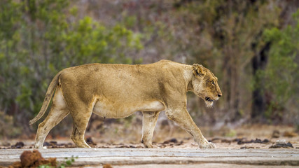 African lion in Kruger National park, South Africa
