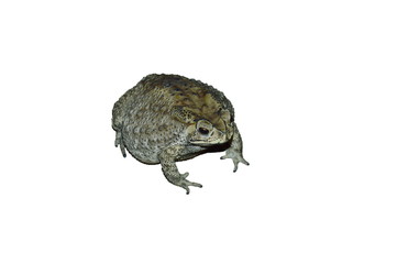 toad swelling isolated in white background