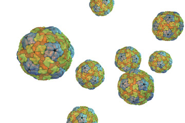 Saliviruses isolated on white background, a novel genus of viruses from Picornaviridae family which causes gastroenteritis. 3D illustration