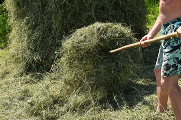 traditional way of hay stocked  in the village