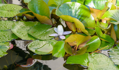 geschlossene Seerose im Wasser 