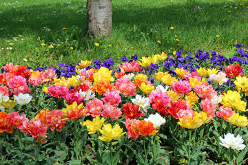 tulpen, frühling, spring, tulip, garten, park, chemnitz, bunt, colourful, flowers, printemps