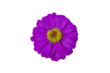 Zinnia flower isolate on white background