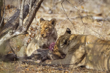 African lion in Kruger National park, South Africa
