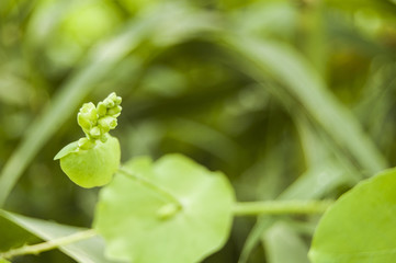 Wallpaper green leaf blur background left position