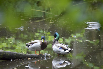 Two drakes on romantic pond
