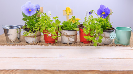 Young seedlings of flowers with garden tools on a white wooden table. Viola and lobelia.