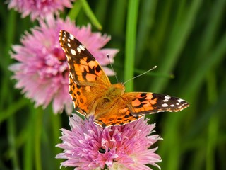 American painted lady or American lady Vanessa virginiensis Gathering Nectar on Purple Chive Flowers in herb Garden Orange-brown wings with black and white spots on forewing Underside mottled spots