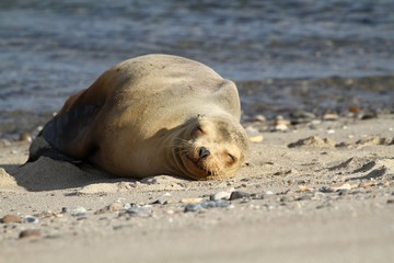 Sea Lion on the Beach, Baja California, Mexico
