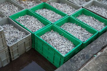 A lot of small fish in baskets at the port of Thailand in the early morning