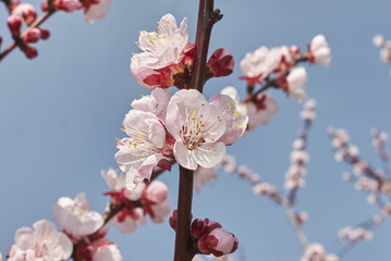 Prunus armenaica  