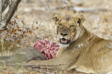 African lion in Kruger National park, South Africa