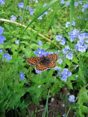 Field flower and butterfly.
