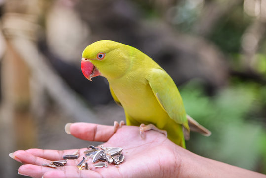 parrot is eating sunflower seeds on people hand