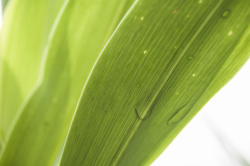 Wallpaper macro water drop morning dew back light bamboo leaf central position