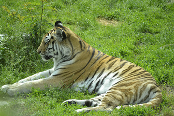 Tiger im Tierpark