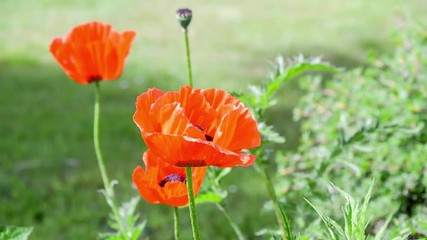 Seamless loop, Red poppies flowers close up, green nature background, video HD
