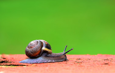 Schnirkelschnecke