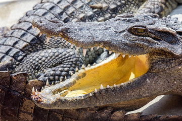 ein großes Krokodil liegt mit offenem Maul in der Sonne