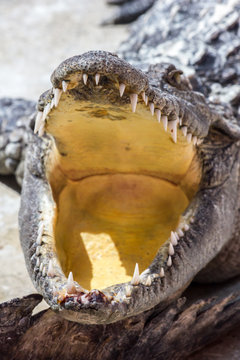 ein großes Krokodil liegt mit offenem Maul in der Sonne
