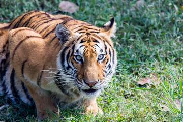 Ein großer Tiger schaut mich auf der Safari direkt an