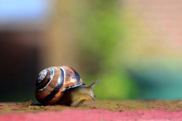 Schnirkelschnecke