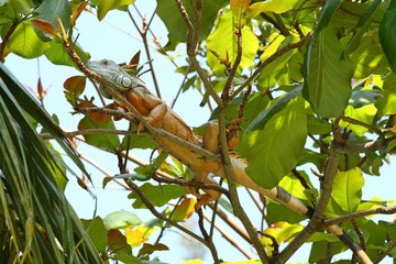 Colorful Iguana on a Tree