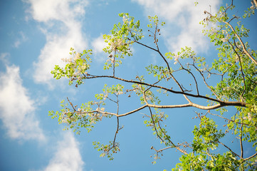 top of tropical tree with clear sky