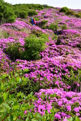 九重のミヤマキリシマ