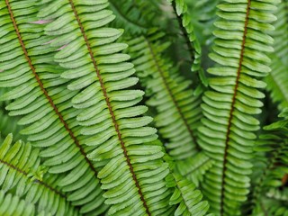 Fern in tropical rain forest, closeup. Fern leaf texture background.