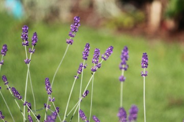 lavendel im garten