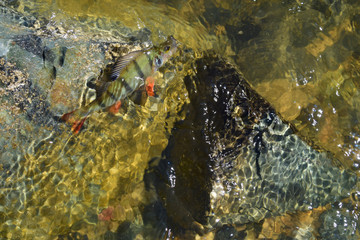 Green striped perch fish with red flippers swim under water on yellow sand, stones and colorful pebbles background on lake beach in Siberia