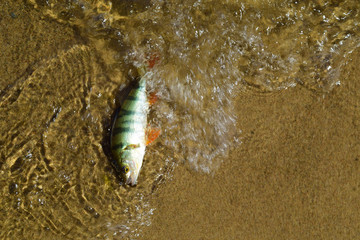 Green striped bass fish under water wave on yellow sand on river beach background in Siberia