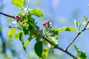 The flower of a cherry tree which blooms on the way. Flowering cherry in the spring, the scent of blossoming apricot.